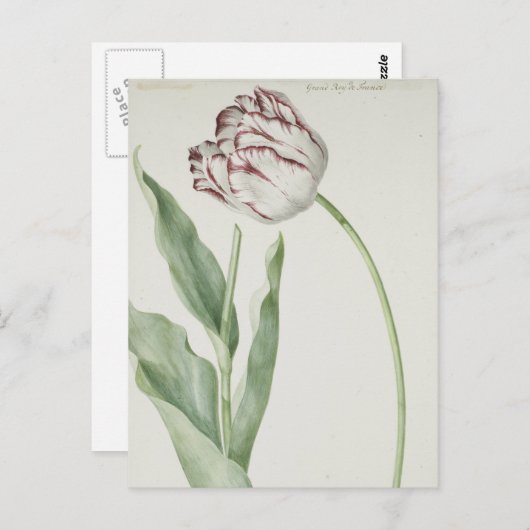 White en Red Tulip  Fine Art Briefkaart (Voorkant / Achterkant)