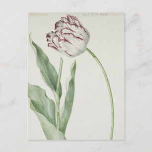 White en Red Tulip  Fine Art Briefkaart