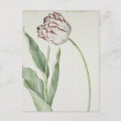 White en Red Tulip  Fine Art Briefkaart (Voorkant)