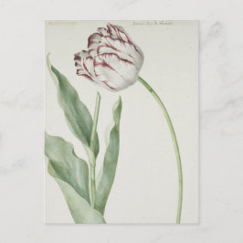 White en Red Tulip Fine Art Briefkaart