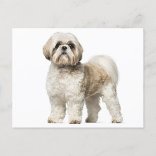 White en Tan Shih Tzu Puppy Dog Briefkaart