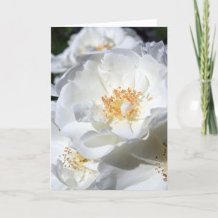 White en White - Rozen - Floral Photography Kaart