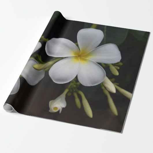 White en Yellow Plumeria Cadeaupapier (Uitgerold)