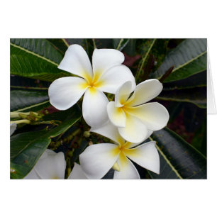 White en Yellow Plumeria Flowers