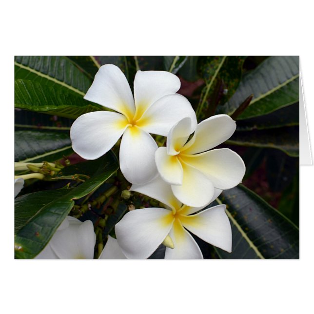 White en Yellow Plumeria Flowers (Voorkant Horizontaal)