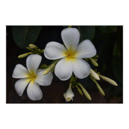 White en Yellow Plumeria Perfect Poster
