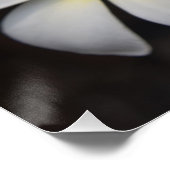 White en Yellow Plumeria Perfect Poster (Hoek)