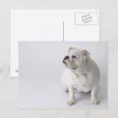 White English Bulldog Briefkaart (Voorkant / Achterkant)