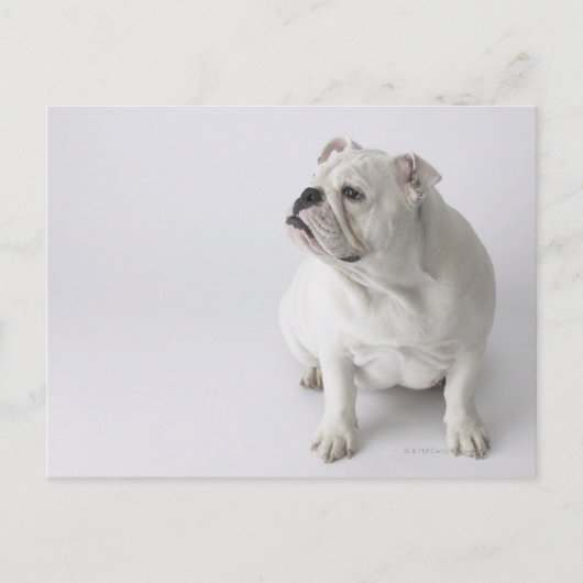 White English Bulldog Briefkaart (Voorkant)