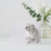 White English Bulldog Briefkaart (Staand voorkant)