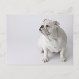 White English Bulldog Briefkaart
