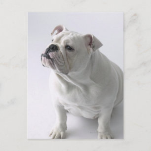 White English Bulldog in studio, Briefkaart