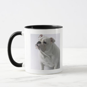 White English Bulldog in studio, Mok