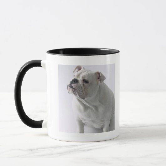 White English Bulldog in studio, Mok (Links)