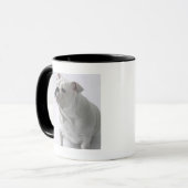 White English Bulldog in studio, Mok (Voorkant links)