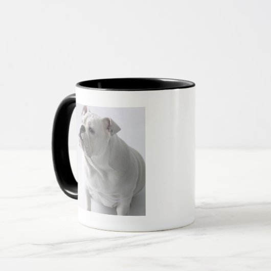 White English Bulldog in studio, Mok (Voorkant links)