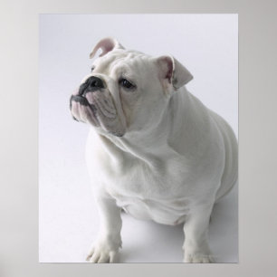 White English Bulldog in studio, Poster