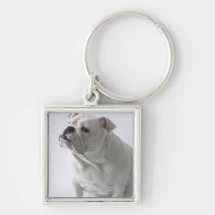White English Bulldog in studio, Sleutelhanger