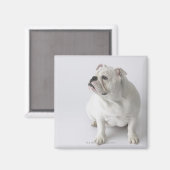White English Bulldog Magneet (Voorkant / Achterkant)