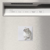 White English Bulldog Magneet (Insitu (Vaatwasser))