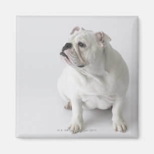 White English Bulldog Magneet