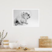 White English Bulldog Sitting Poster (Keuken)