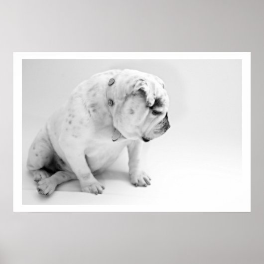 White English Bulldog Sitting Poster (Voorkant)