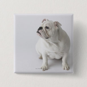 White English Bulldog Vierkante Button 5,1 Cm