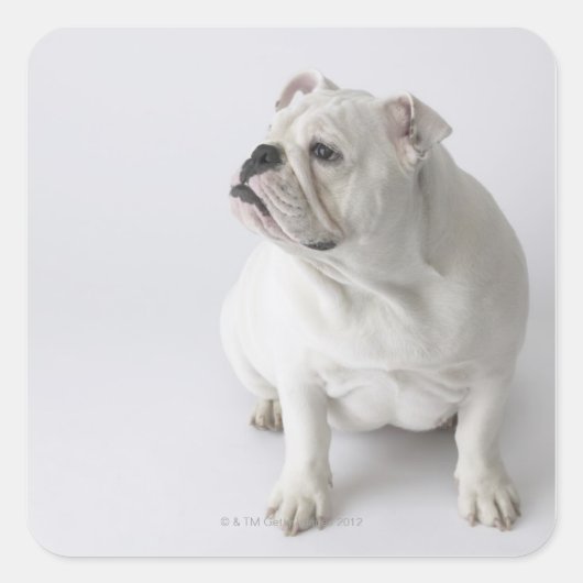 White English Bulldog Vierkante Sticker (Voorkant)