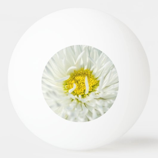 White English Daisy Flower Pingpongbal (Achterkant)