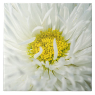 White English Daisy Flower Tegeltje