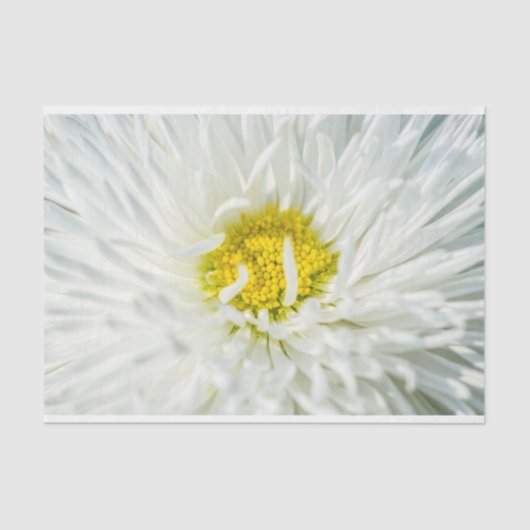 White English Daisy Flower Tissuepapier (Voorkant)