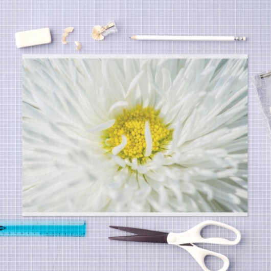 White English Daisy Flower Tissuepapier (Craft)