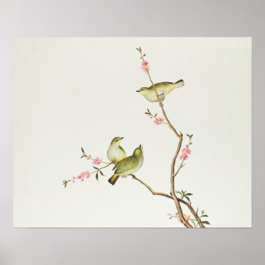 White-Eye bird, Ch'ien-lung period Poster (Voorkant)
