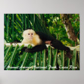 White Face Monkey Costa Rica Poster (Voorkant)