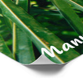 White Face Monkey Costa Rica Poster (Hoek)