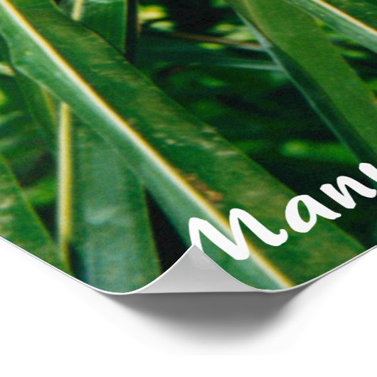 White Face Monkey Costa Rica Poster (Hoek)