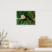 White Face Monkey Costa Rica Poster (Keuken)
