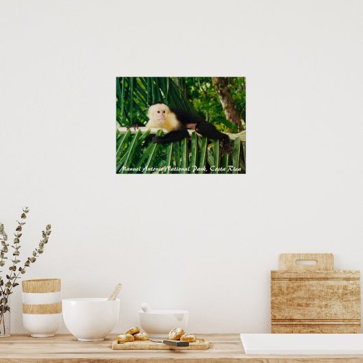 White Face Monkey Costa Rica Poster (Keuken)