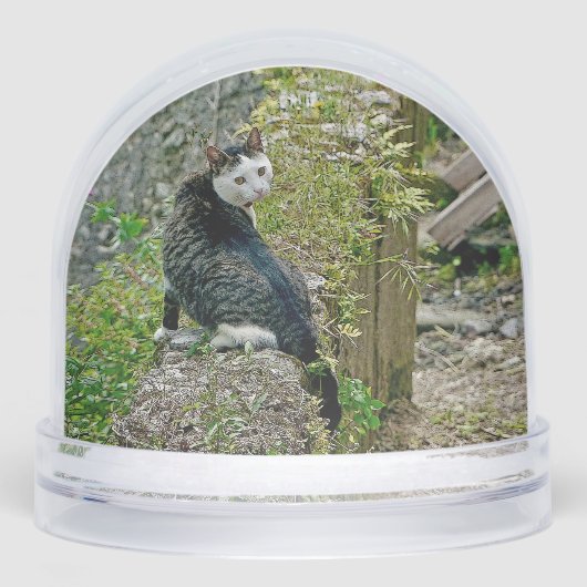 White -faced  black kitty sneeuwbol (Voorkant)