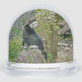 White -faced  black kitty sneeuwbol (Achterkant)