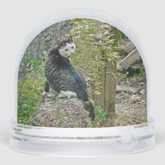 White -faced black kitty sneeuwbol (Achterkant)