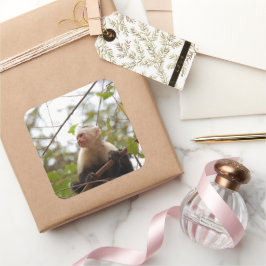 White Faced Capuchin Monkey fotografie Vierkante Sticker
