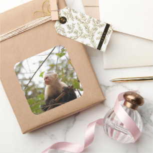 White Faced Capuchin Monkey fotografie Vierkante Sticker