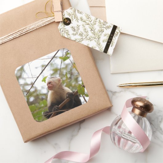 White Faced Capuchin Monkey fotografie Vierkante Sticker (Geschenken)