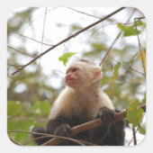 White Faced Capuchin Monkey fotografie Vierkante Sticker (Voorkant)