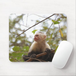 White faced capuchin, Wildlife Monkey Photography Muismat