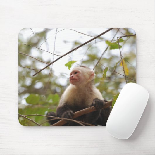 White faced capuchin, Wildlife Monkey Photography Muismat (Met muis)