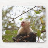 White faced capuchin, Wildlife Monkey Photography Muismat (Voorkant)