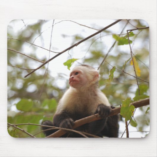 White faced capuchin, Wildlife Monkey Photography Muismat (Voorkant)